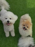 옐레드 애견유치원&애견호텔 광명점
