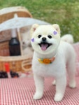 몽시어