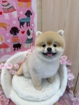 수그루밍