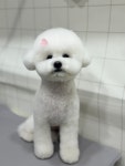 백슬펫샵