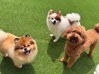 댕글댕글유치원