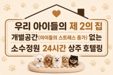 서면애견미용 호텔24시상주 유독