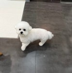 하이도그