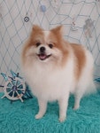 콩원장 댕댕묭실