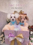 D&C그루밍샵