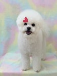 똘똘하개