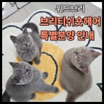 위드브리 캐터리