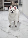뚱이애견