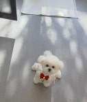 버블독스 가정루원시티점