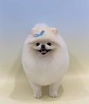 피크몽