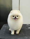 피크몽