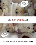 아이몽 애견유치원 본점