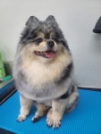 코코네 반려견 미용실