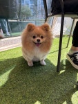 더보디가드 향동