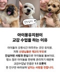 아이몽 애견유치원 본점
