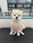 퍼피숑