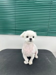 퍼피숑