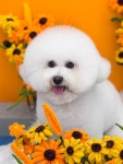 왔숑 애견미용샵