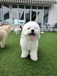 펫라운지 애견유치원 애견호텔 애견미용