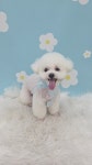 몽개구름 애견미용