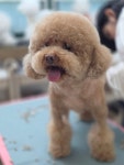 정애견미용학원