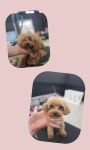 미스멍 케어살롱