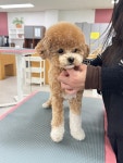 정애견미용학원