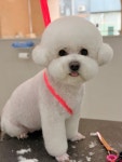 모모펫살롱 탕정점