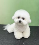 도그룸