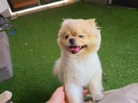 메리몰펫샵안락점 애견미용