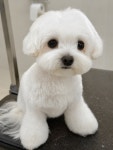 모모펫살롱 탕정점