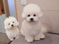 메리몰펫샵안락점 애견미용