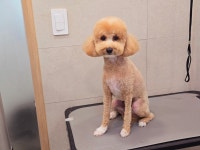 메리몰펫샵안락점 애견미용