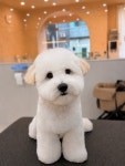 모모펫살롱 탕정점