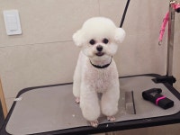 메리몰펫샵안락점 애견미용
