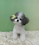 몽블리 펫샵