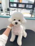 퍼피숑