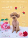 퍼피데이 애견미용실