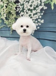 서산 고양이 강아지 미용 모들펫살롱