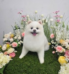 서산 고양이 강아지 미용 모들펫살롱