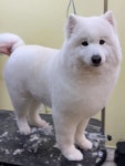 미용특공대