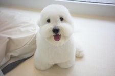 메리마리 애견미용실