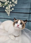 서산 고양이 강아지 미용 모들펫살롱