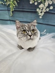 서산 고양이 강아지 미용 모들펫살롱