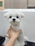 퓨어멍