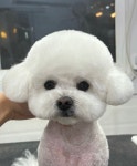 미미애견