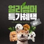 해피애견타운 서울잠실송파점 강아지분양 말티푸미니비숑포메