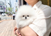 천안 강아지분양 우리집퍼피 천안아산본점 하이도그