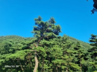 치산 솔담민박