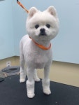 강아지 미용실 왈로하그루밍